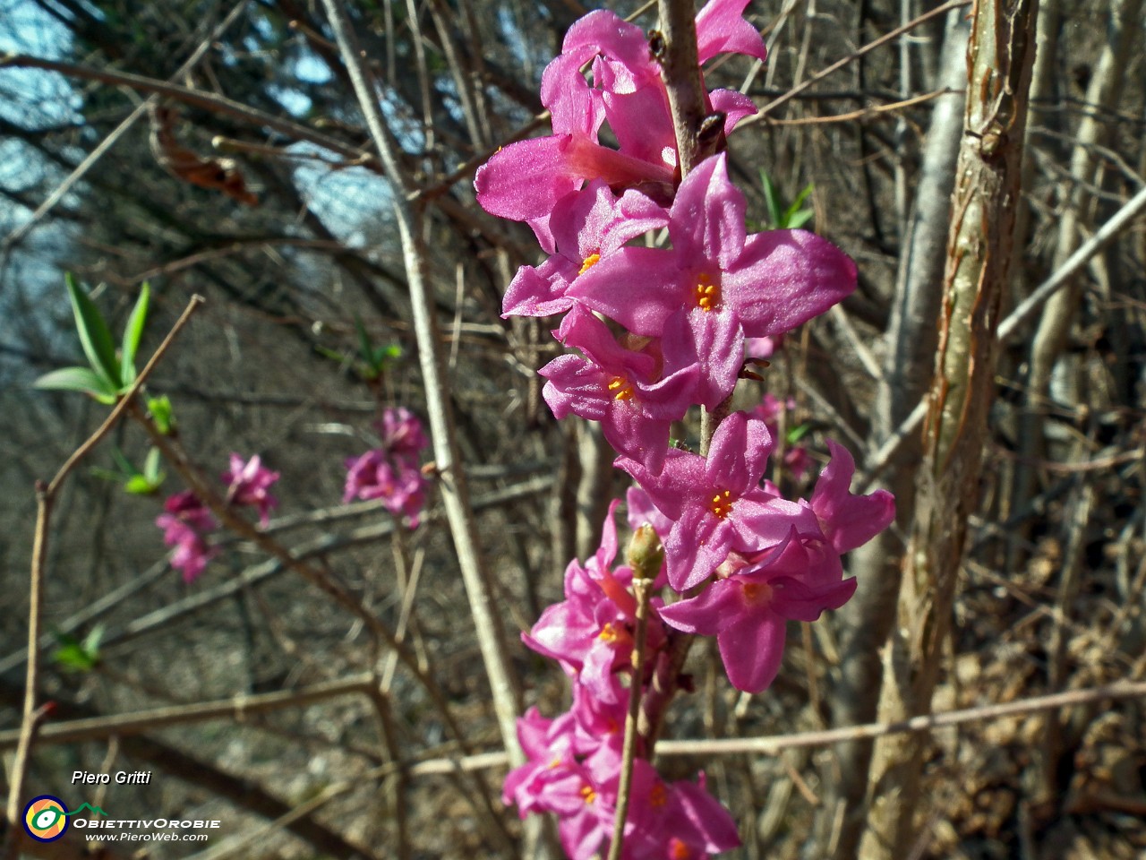 15 Fiori di Mezereo.JPG